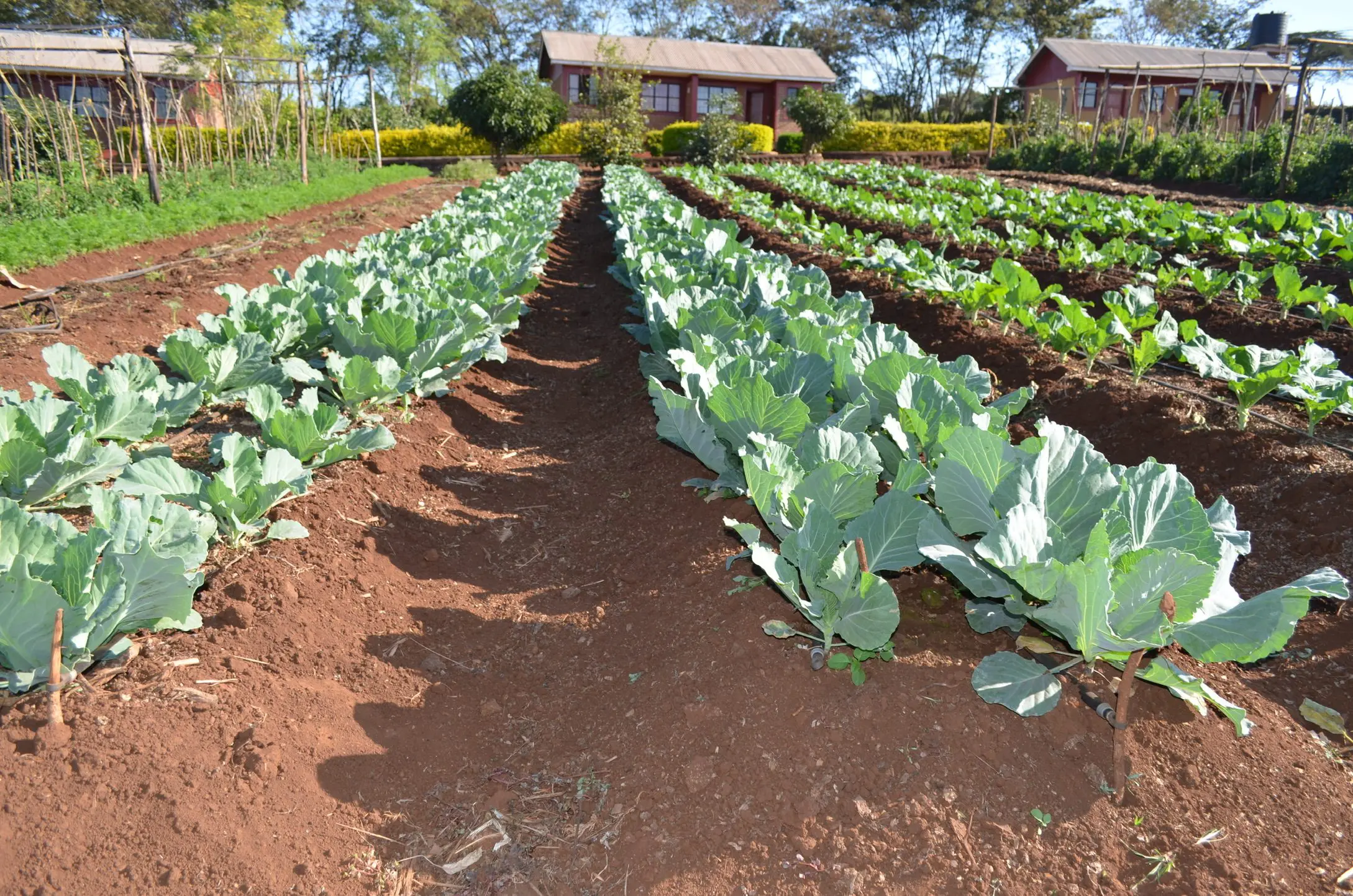 26A1A1D2 0B51 4D7C 9DE8 F58338CC927D 1 102 o