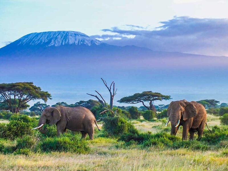 Elephants-and-Kilimanjaro Elephants-and-Kilimanjaro
