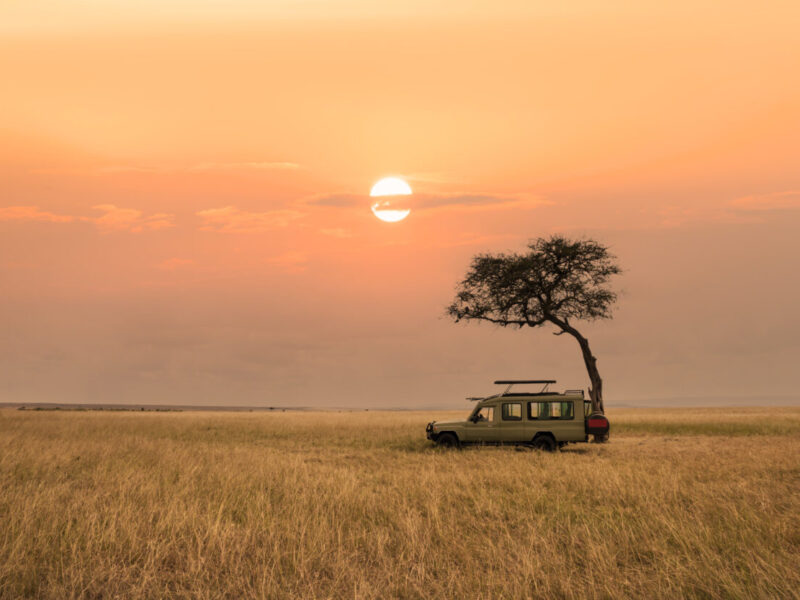 savanna grassland in africa during sunset with safari tourist travel car by tree safari experiences