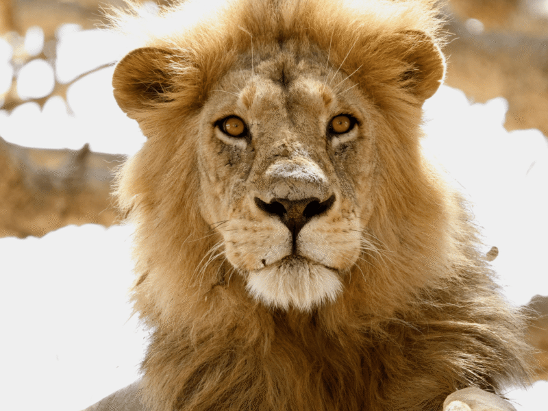 lion looking directly at the camera while on safari in Tanzania